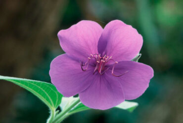 Manacá da Serra Significado Espiritual: 9 Benefícios da Planta