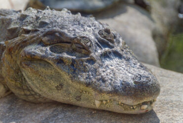 Jacaré Significado Espiritual: 9 Mensagens do Animal