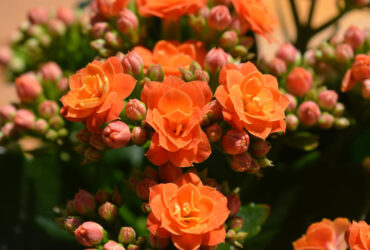 Flor Da Fortuna Significado Espiritual: 9 Benefícios