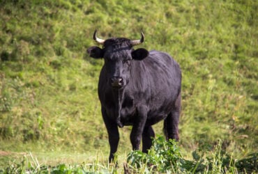 Touro Significado Espiritual: 7 Mensagens do Animal