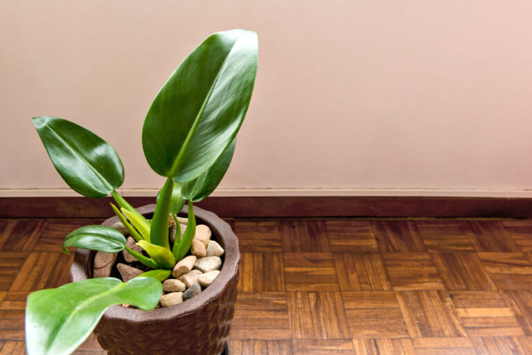 Planta Pacová Significado Espiritual: 9 Poderes Mágicos