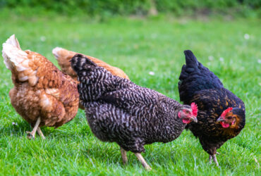 Galinha Significado Espiritual: Este Animal É Negativo?