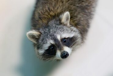 Guaxinim Significado Espiritual: 7 Mensagens Do Animal