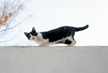 O Que Significa Quando O Gato Vai Embora? Espiritual