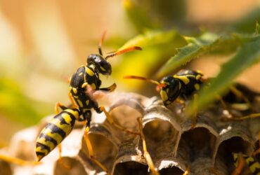 Vespa Significado Espiritual: Era Preta? Cuidado!